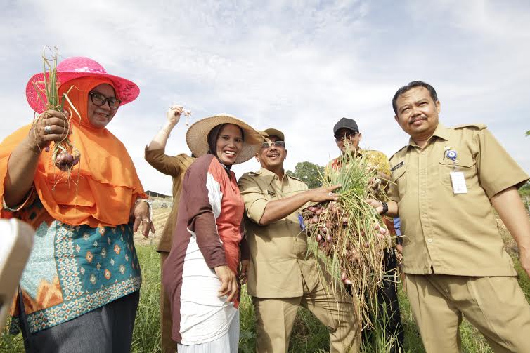 Balikpapan Panen Perdana Bawang Merah